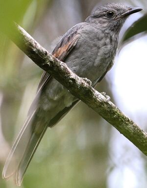 Greyish Mourner