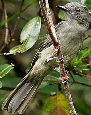 Greyish Mourner
