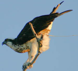 Western Osprey