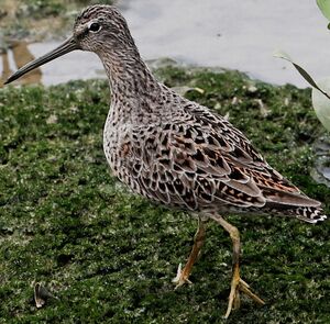Short-billed Dowitcher