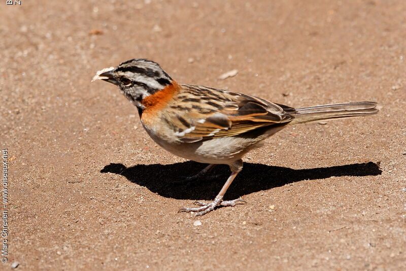Rufous-collared Sparrow male adult