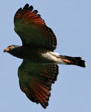 Roadside Hawk