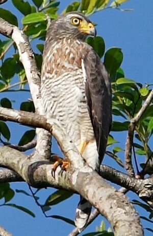 Roadside Hawk