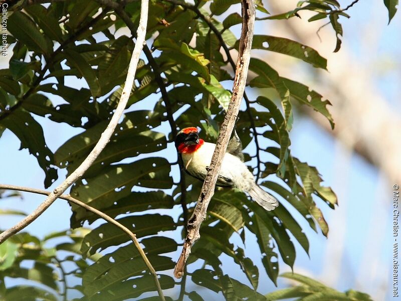Black-spotted Barbet male adult