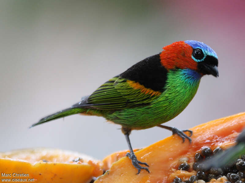 Red-necked Tanager male adult, feeding habits