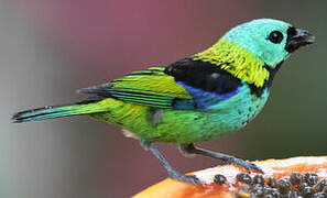 Green-headed Tanager