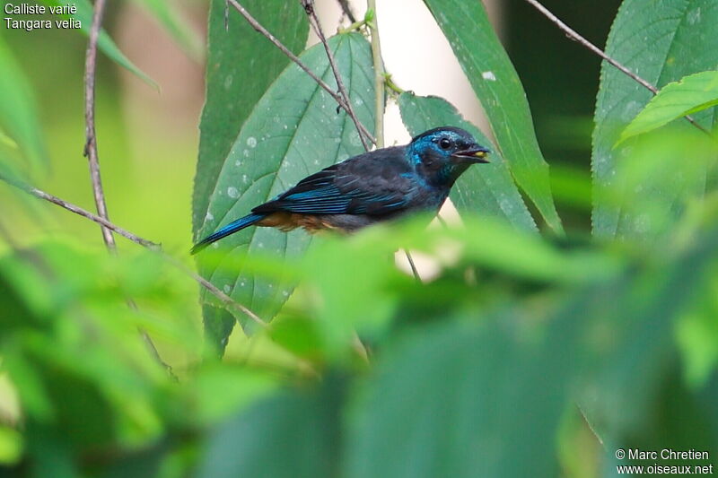 Opal-rumped Tanager female adult, identification