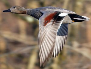 Gadwall