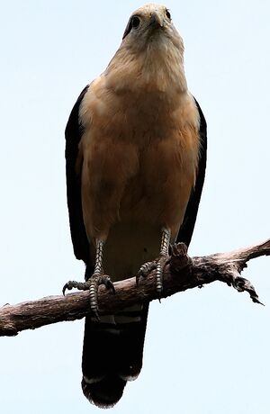 Yellow-headed Caracara