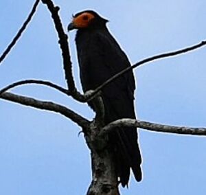 Black Caracara