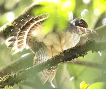 Lined Forest Falcon