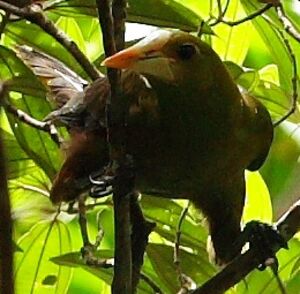 Green Oropendola