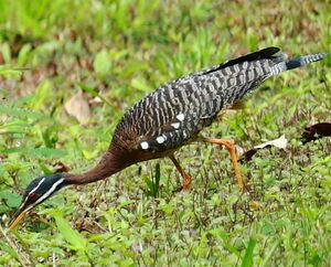 Sunbittern