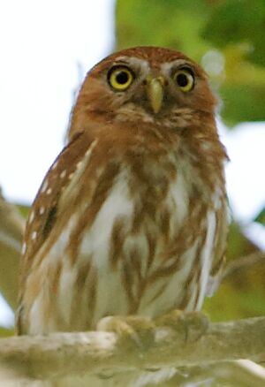 Amazonian Pygmy Owl