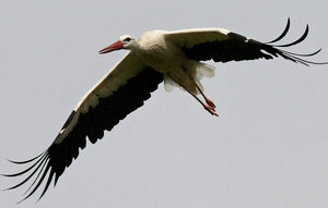Cigogne blanche