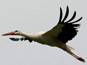 Cigogne blanche