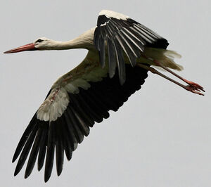 Cigogne blanche