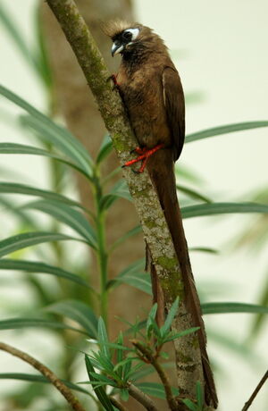 Speckled Mousebird
