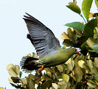 African Green Pigeon
