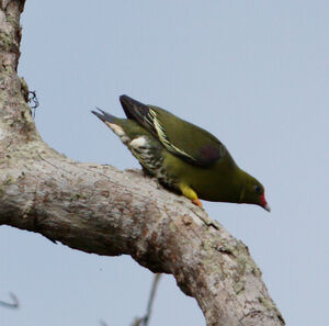 African Green Pigeon