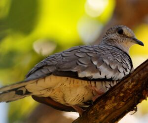 Scaled Dove