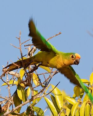 Conure couronn�e