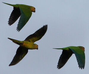 Brown-throated Parakeet