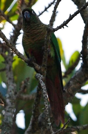 Maroon-bellied Parakeet