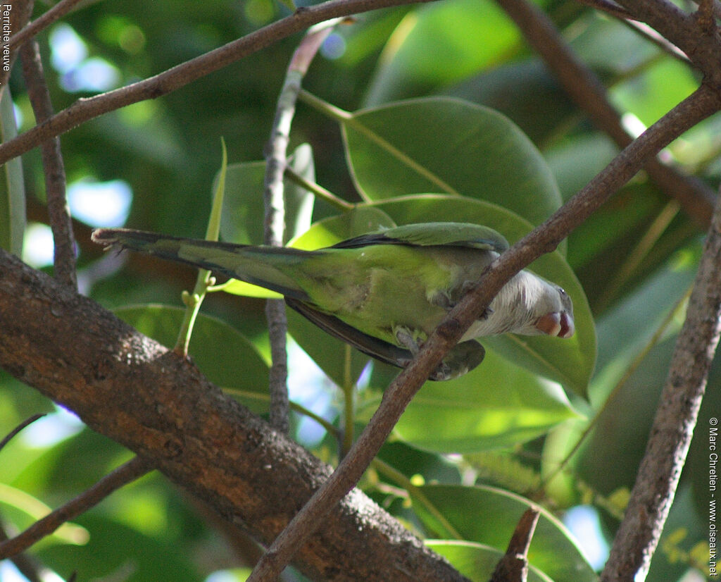Conure veuve - Myiopsitta monachus