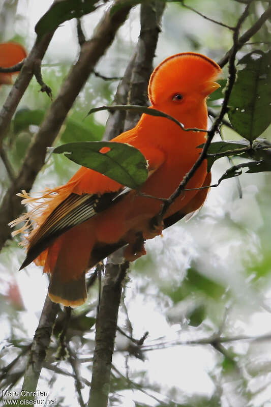 Coq-de-roche orange mâle adulte nuptial, identification