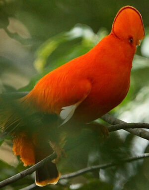 Coq-de-roche orange