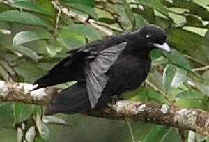 Coracine noire