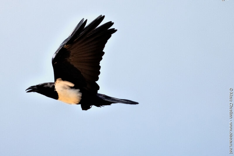 Pied Crow, Flight