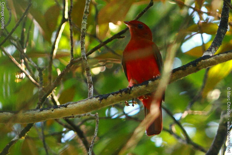 Guianan Red Cotinga female