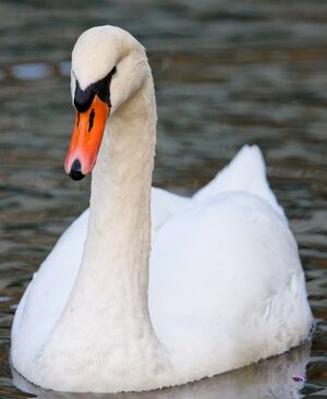 Cygne tubercul�