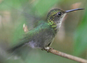 Fork-tailed Woodnymph