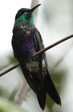 Fork-tailed Woodnymph