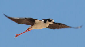 Black-necked Stilt