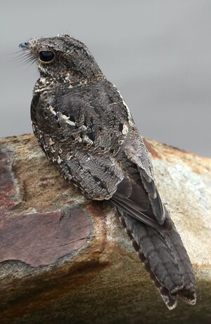 Ladder-tailed Nightjar