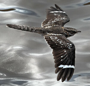 Ladder-tailed Nightjar
