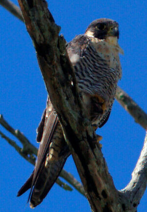 Peregrine Falcon 
&copy; Marc Chretien