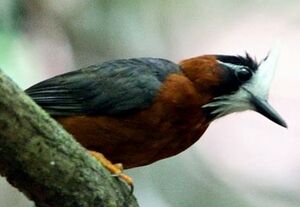 White-plumed Antbird