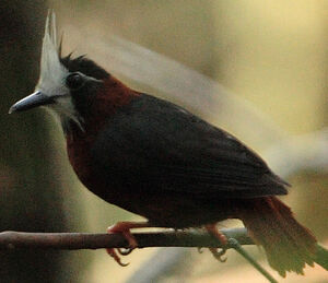 White-plumed Antbird