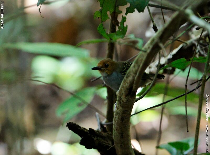 Common Scale-backed Antbird female