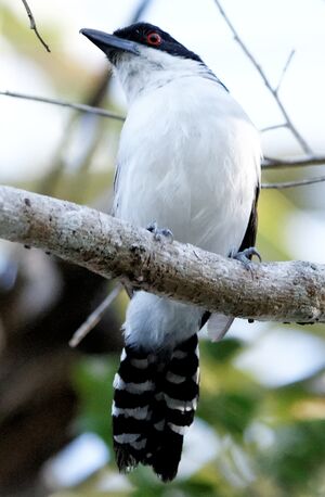 Great Antshrike