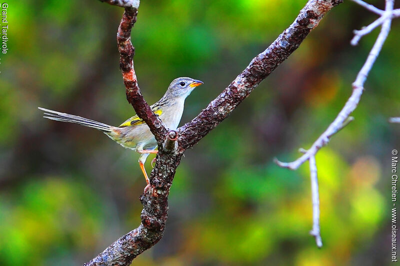 Wedge-tailed Grass Finchadult