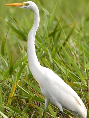 Grande Aigrette