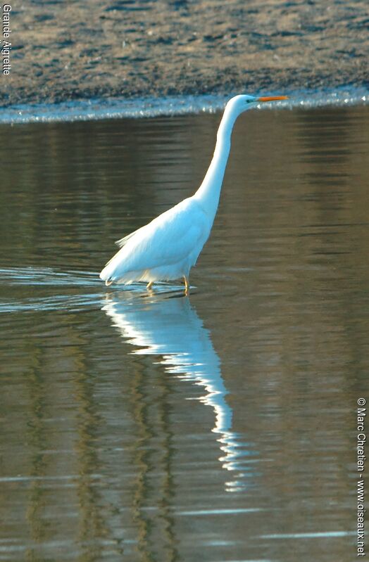 Great Egret male adult