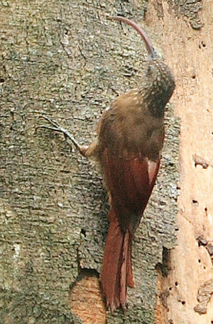 Red-billed Scythebill