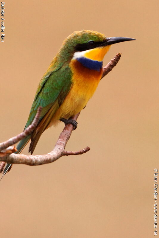 Blue-breasted Bee-eater, identification